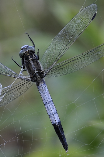 Quesito - Orthetrum albistylum